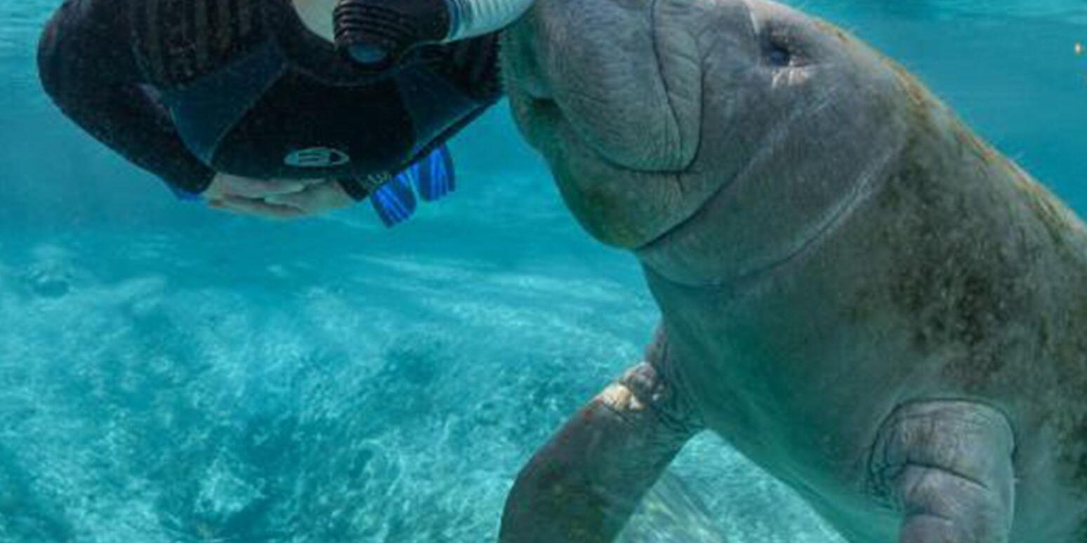 Manatee Watch at Crystal River – Myers Lakeland